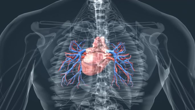 全息 3D 人体 心脏 心血管 三维动画
