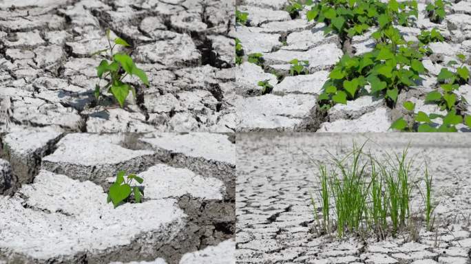 高温热浪土地缺水干旱干涸干裂中的绿植