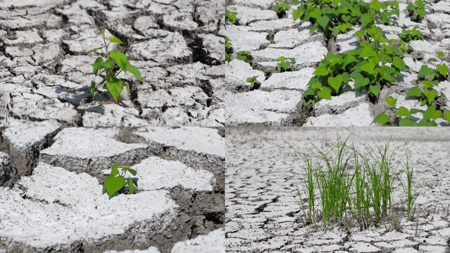 高温热浪土地缺水干旱干涸干裂中的绿植