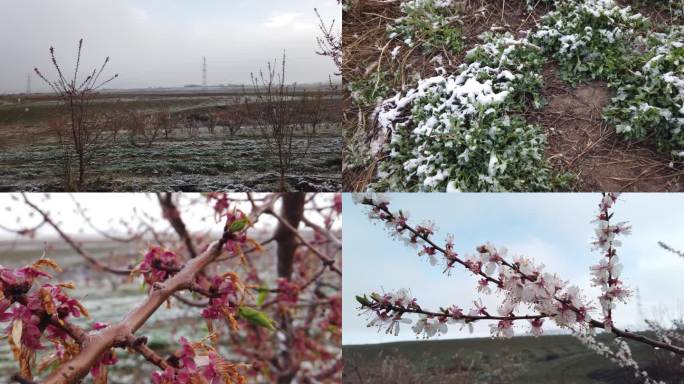 春季杏花开遇冰雪天气