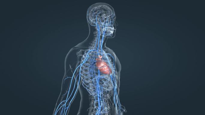 医学人体 静脉 循环系统 3D 三维动画