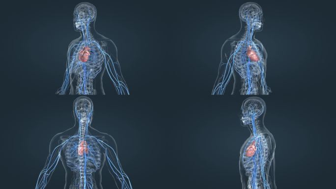 医学人体 静脉 循环系统 3D 三维动画