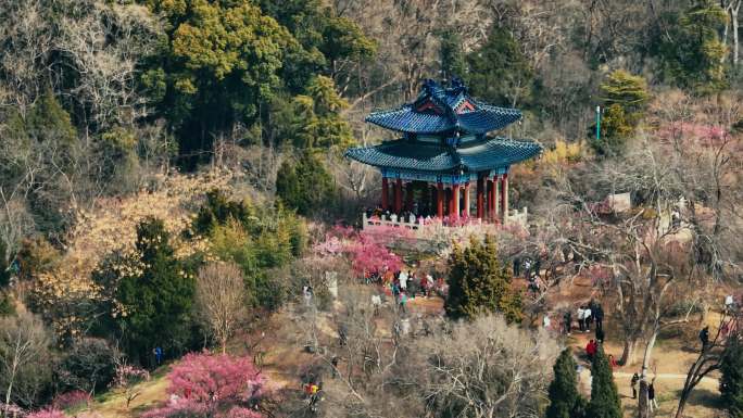 梅花 春天 希望 山水中国