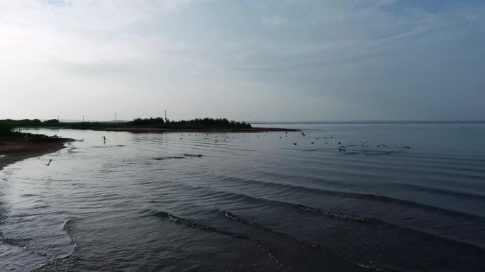 沙漠淡水湖水鸟航拍