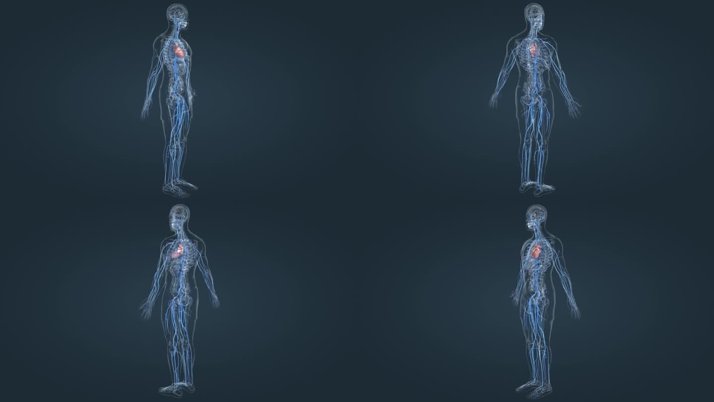 心脏 血管 人体 3D 医学 三维动画