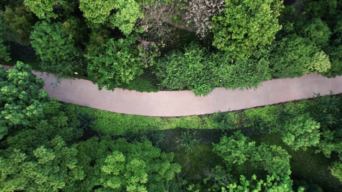 鸟瞰公园树林中的一条弯弯曲曲水泥路