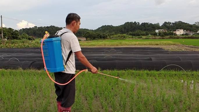 乡村傍晚农民在田间喷雾洒农药喷施化肥使用