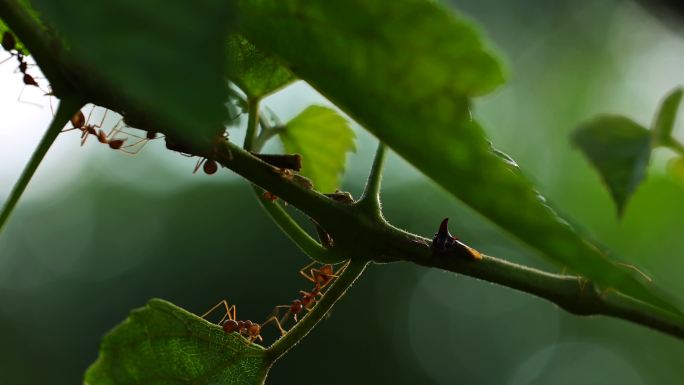 蚂蚁红蚁蚂蚁交流唯美植物