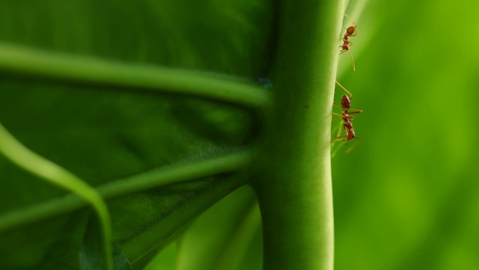 蚂蚁红蚁蚂蚁交流唯美