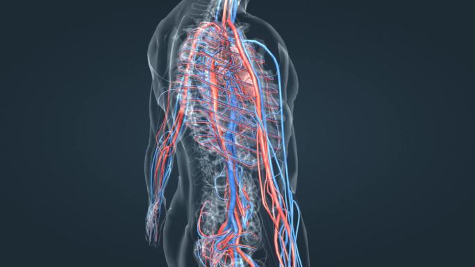 血管 医学动画 3D人体 肺循环 体循环