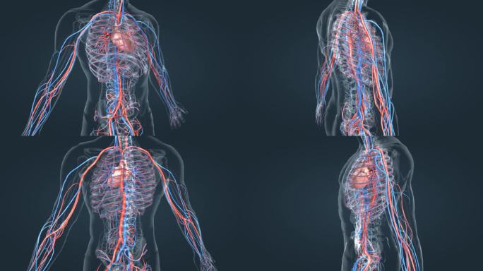 血管 医学动画 3D人体 肺循环 体循环