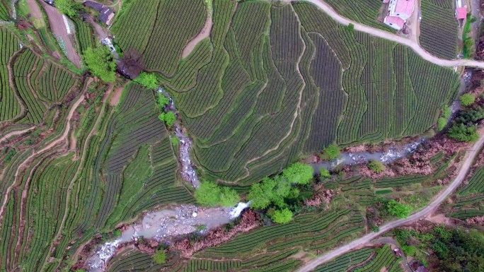 茶园 航拍 俯拍 种植 茶山