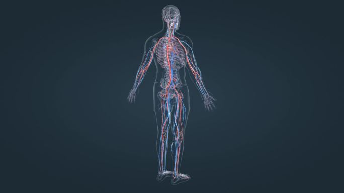 3D人体心血管循环系统血管三维动画