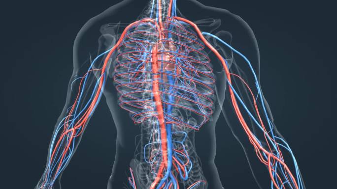 心脏 血管 动脉 静脉 体循环 人体动画