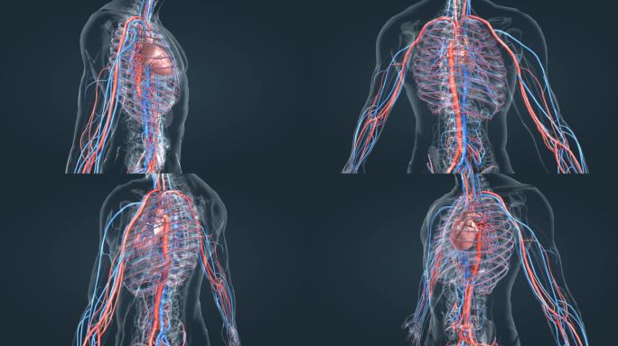 心脏 血管 动脉 静脉 体循环 人体动画