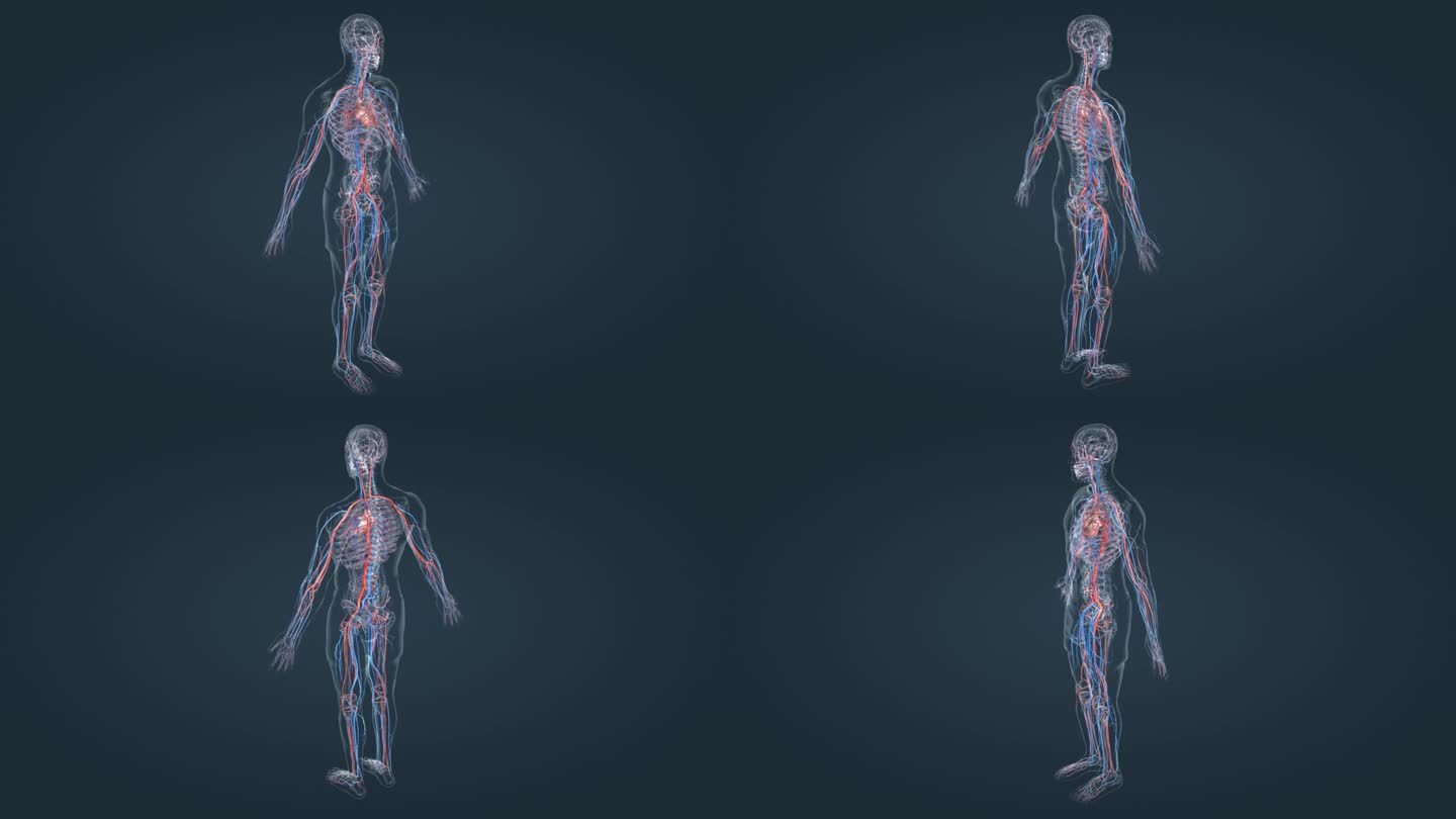 心血管血流毛细血管医学动画3D人体动画