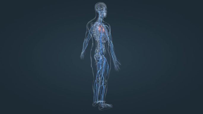 人体静脉全息血管循环系统医学动画三维动画