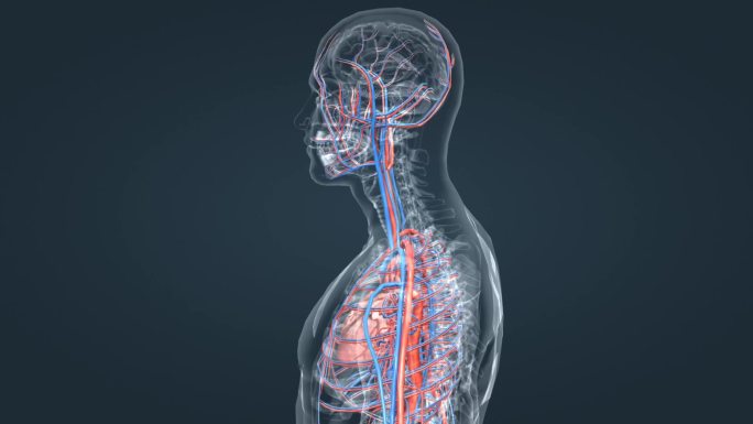 3D 医疗 医学 人体 解剖 三维 动画