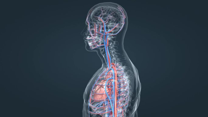大脑 心脏 血管 动脉 静脉 三维 动画