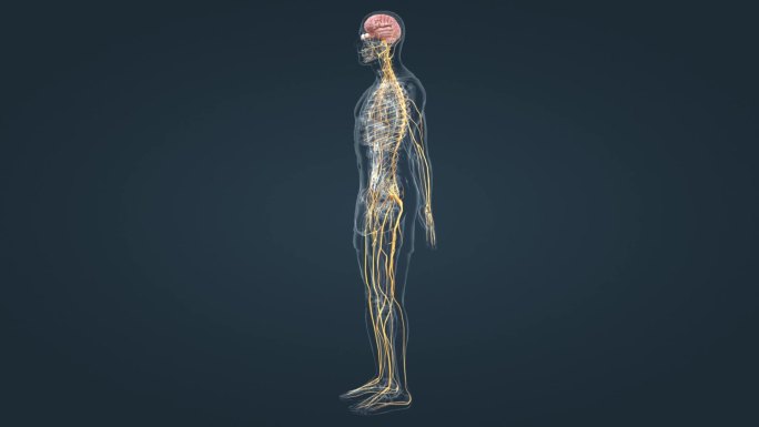 3D医学人体神经系统三维动画