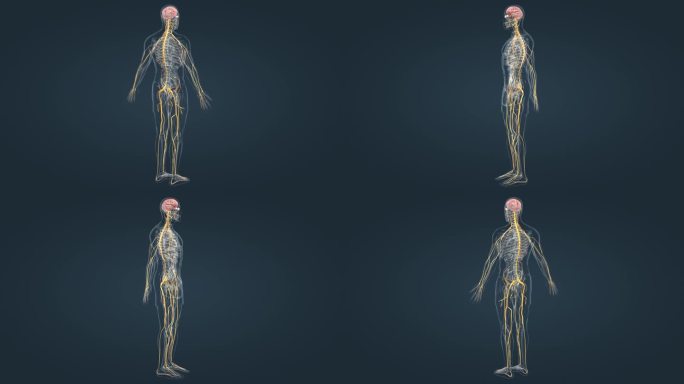 3D医学人体神经系统三维动画