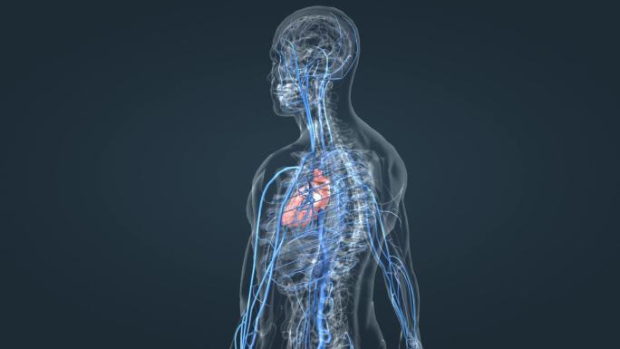 医学动画 人体动画 三维人体 静脉动画