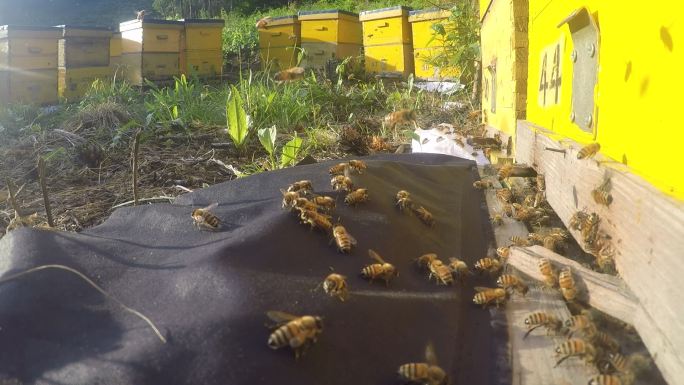 蜜蜂采蜜回巢