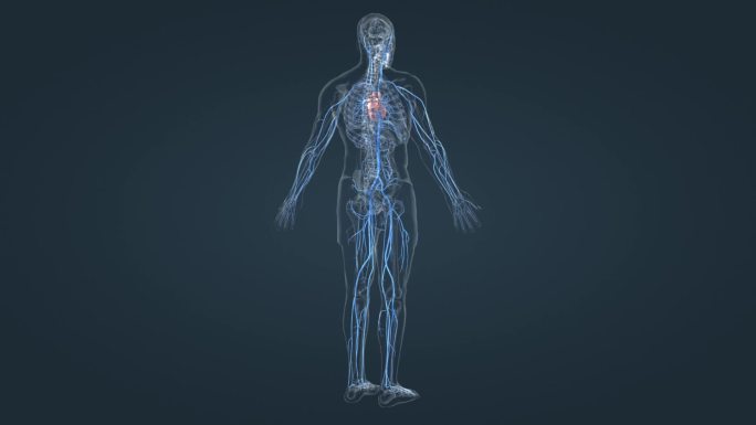 心脏 血管 静脉 人体动画 下腔静脉
