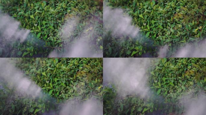 园林绿化烟雾缭绕实拍