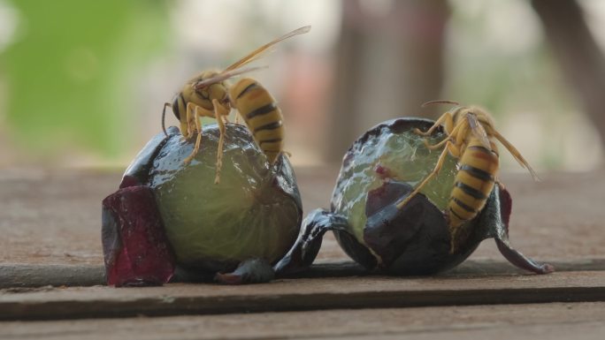 夏天马蜂吃葡萄