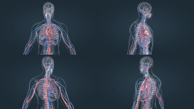 大脑 全息 医学 人体动画 心血管 3D