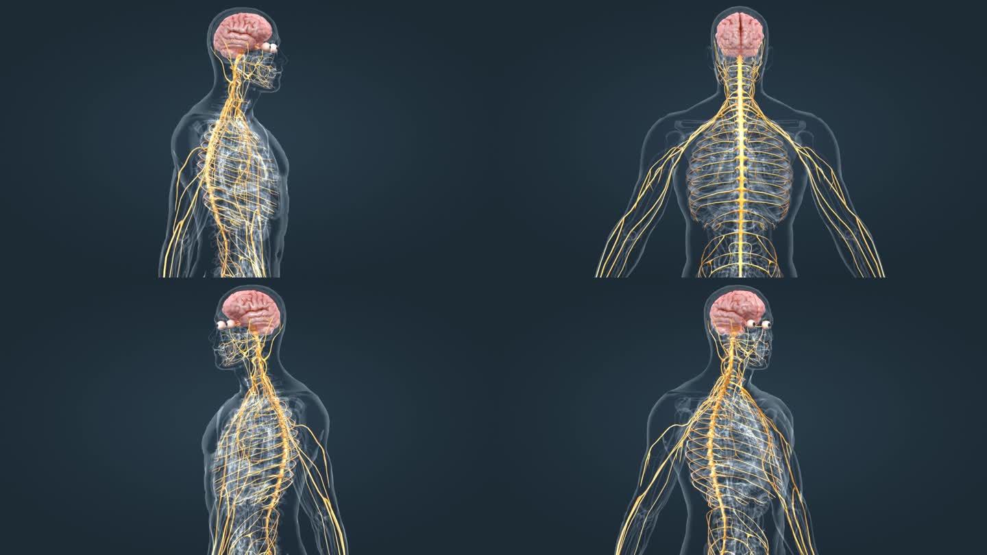 周围神经系统医学3D人体三维动画