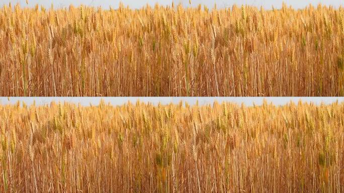 金黄色成熟的小麦