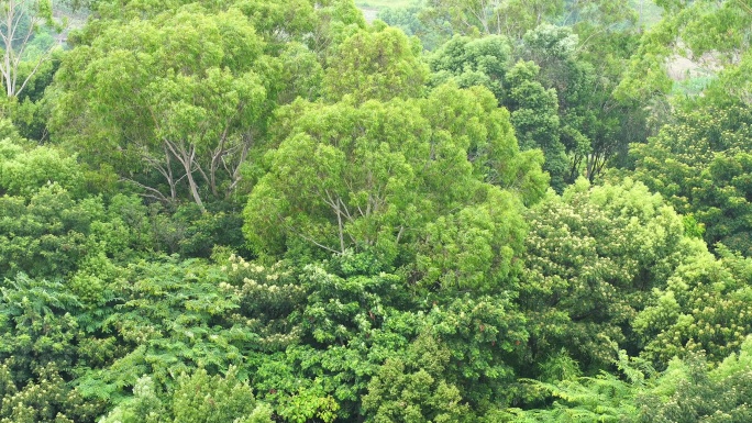 森林小树林特写狂风吹打树叶随风摇曳摇摆动