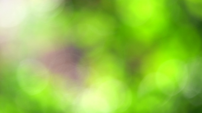 4k绿色树叶绿植光斑虚化背景2
