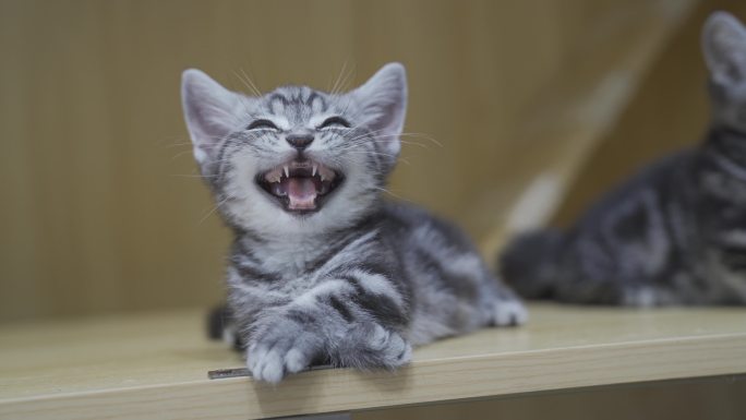猫咪微笑摆弄鬼脸可爱表情实拍