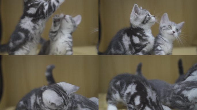 两只猫咪宠物打架玩耍