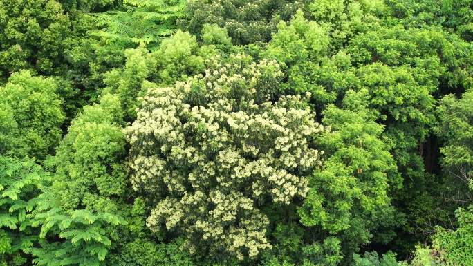 森林小树林特写狂风吹打树叶随风摇曳摇摆动