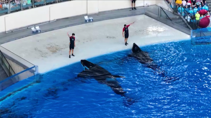 【4K60帧】上海海昌海洋公园虎鲸海狮