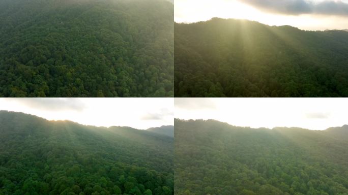 天然氧吧森林光影森林晨雾树林唯美阳光树林