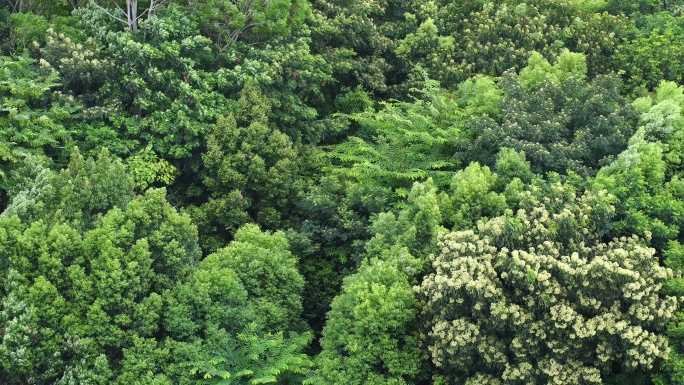 森林小树林特写狂风吹打树叶随风摇曳摇摆动