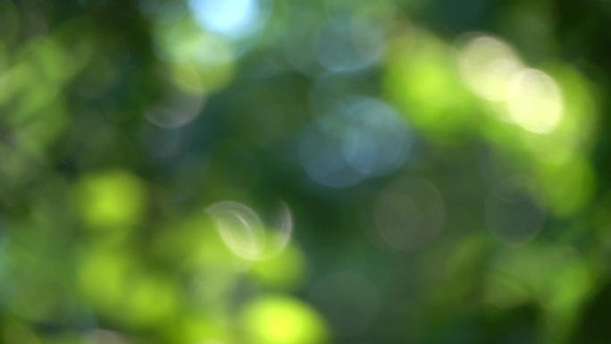 绿色树叶虚化光斑背景