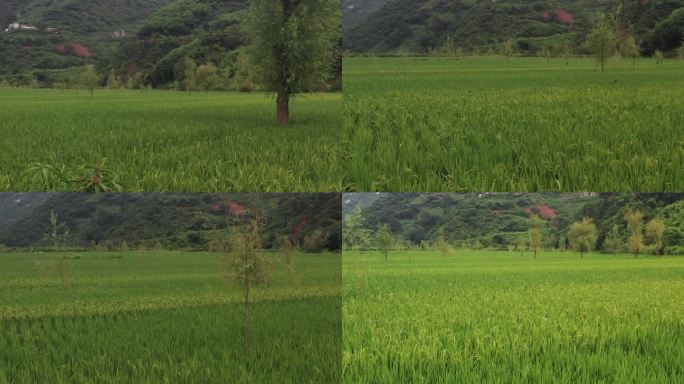 C069 水稻 航拍水稻 水稻苗 稻谷