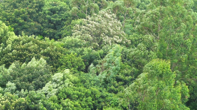 森林小树林特写狂风吹打树叶随风摇曳摇摆动