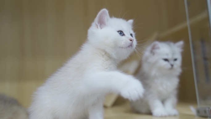 白色猫咪玩耍实拍视频