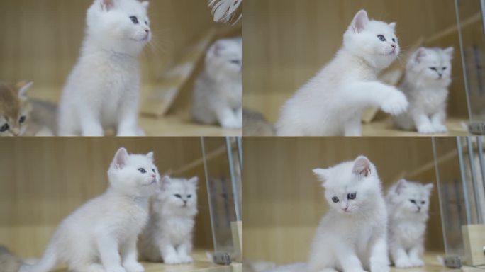 白色猫咪玩耍实拍视频