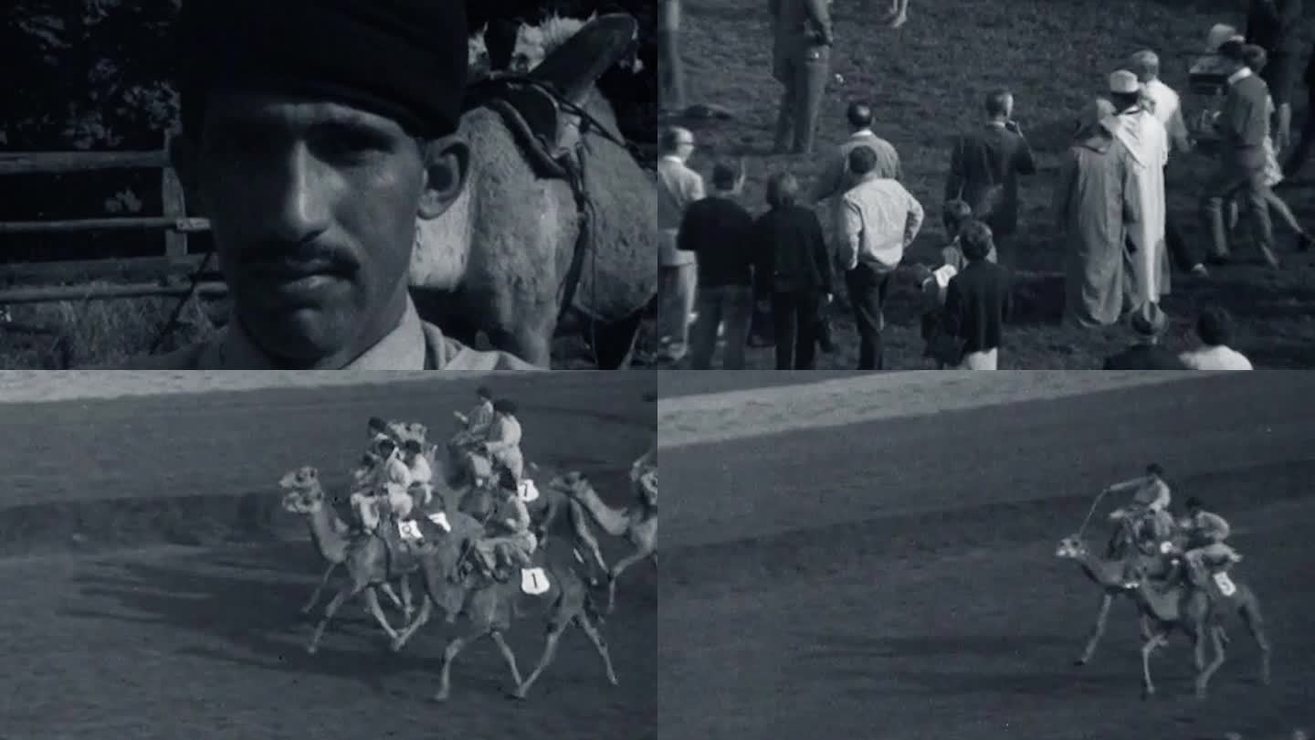50年代骑骆驼竞技竞速比赛