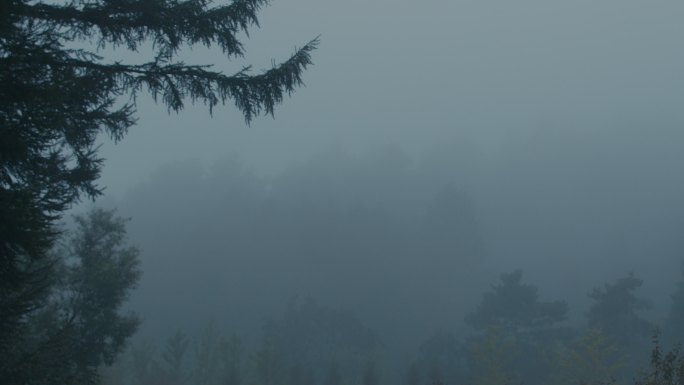 清晨 森林 大雾 迷茫
