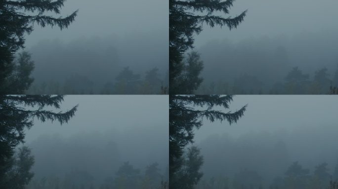 清晨 森林 大雾 迷茫