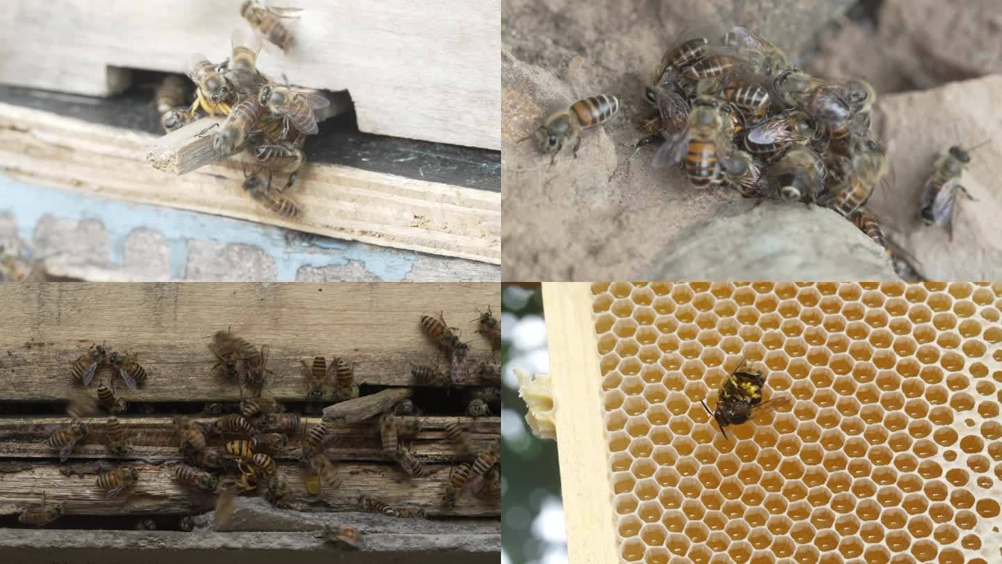 蜜蜂与马蜂大战